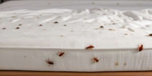 Chinches de cama