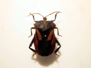 Chinche de antenas amarillas