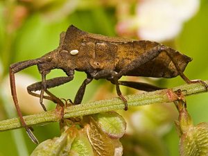 Chinche de las calabazas