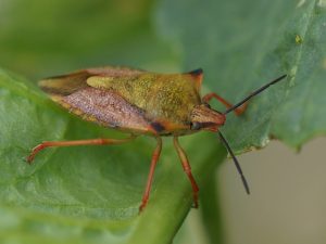 Chinche mediterranea