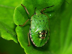 Chinche verde de campo