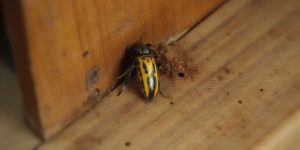 Chinches de la madera