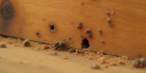 Chinches de la madera