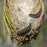 Nido de oruga procesionaria