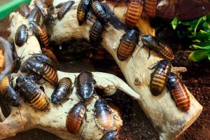 plaga de cucarachas