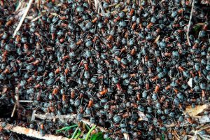 plaga de hormigas