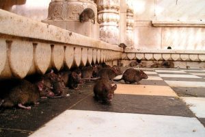 plaga de ratas