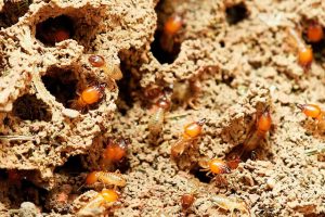plaga de termitas